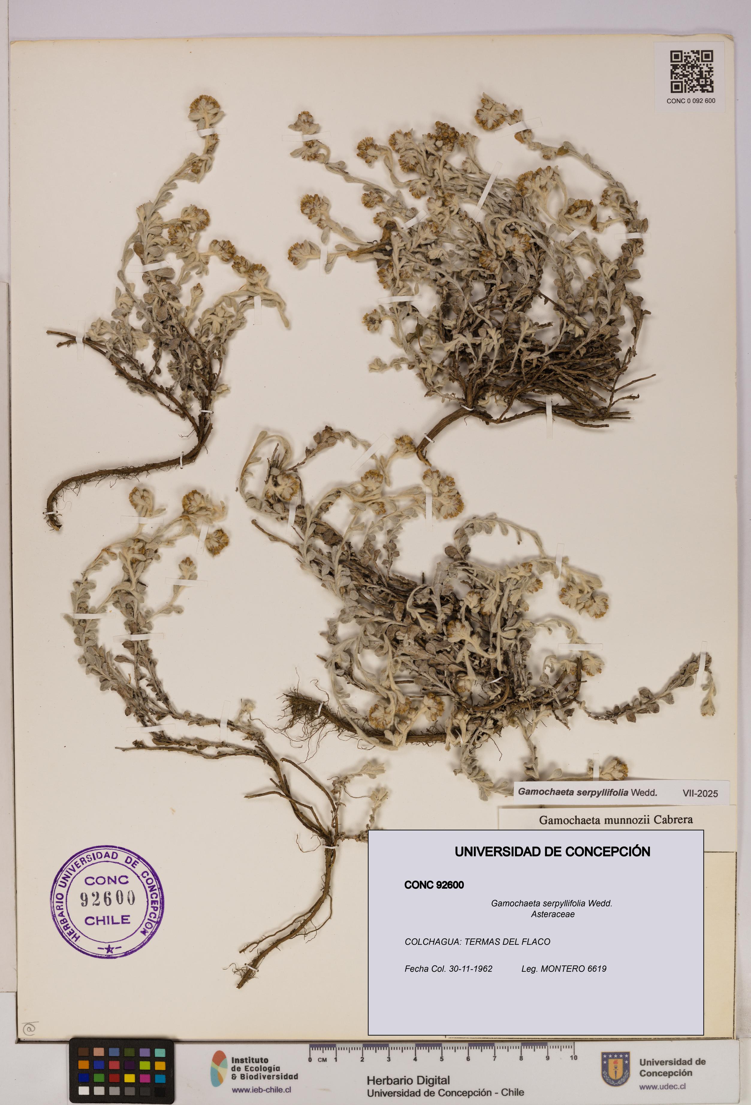 Gamochaeta serpyllifolia [Espécimen: UDEC:CONC:0092600]
