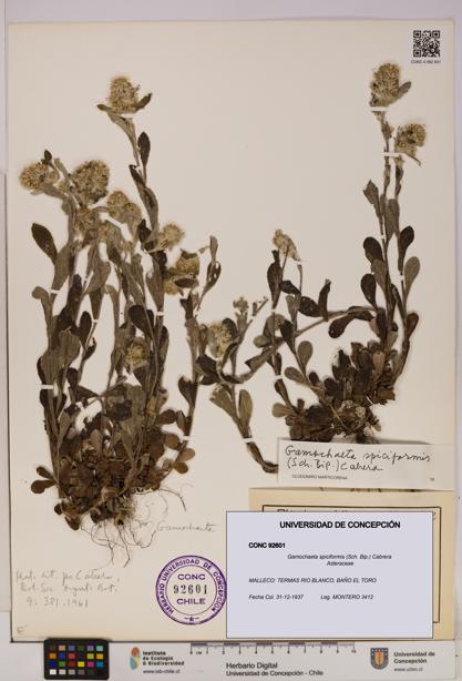 Gamochaeta spiciformis [Espécimen: UDEC:CONC:0092601]