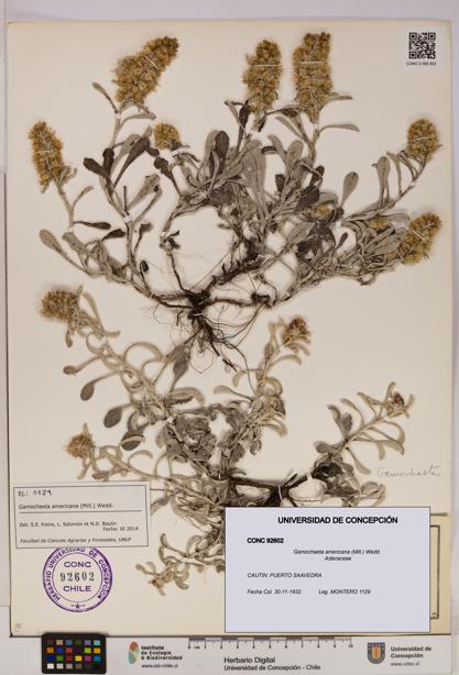 Gamochaeta americana [Espécimen: UDEC:CONC:0092602]