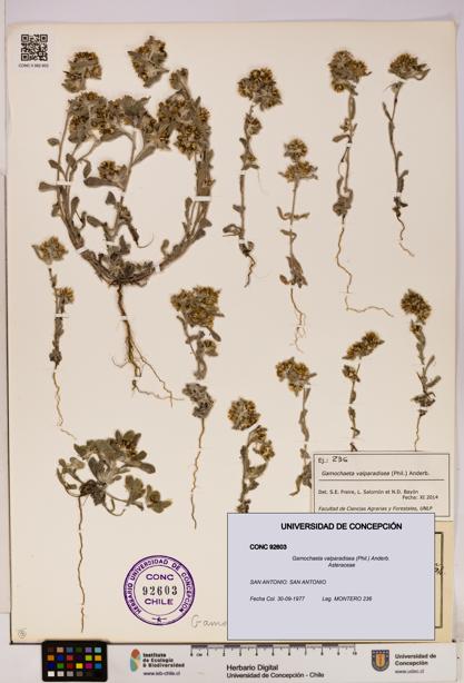 Gamochaeta valparadisea [Espécimen: UDEC:CONC:0092603]