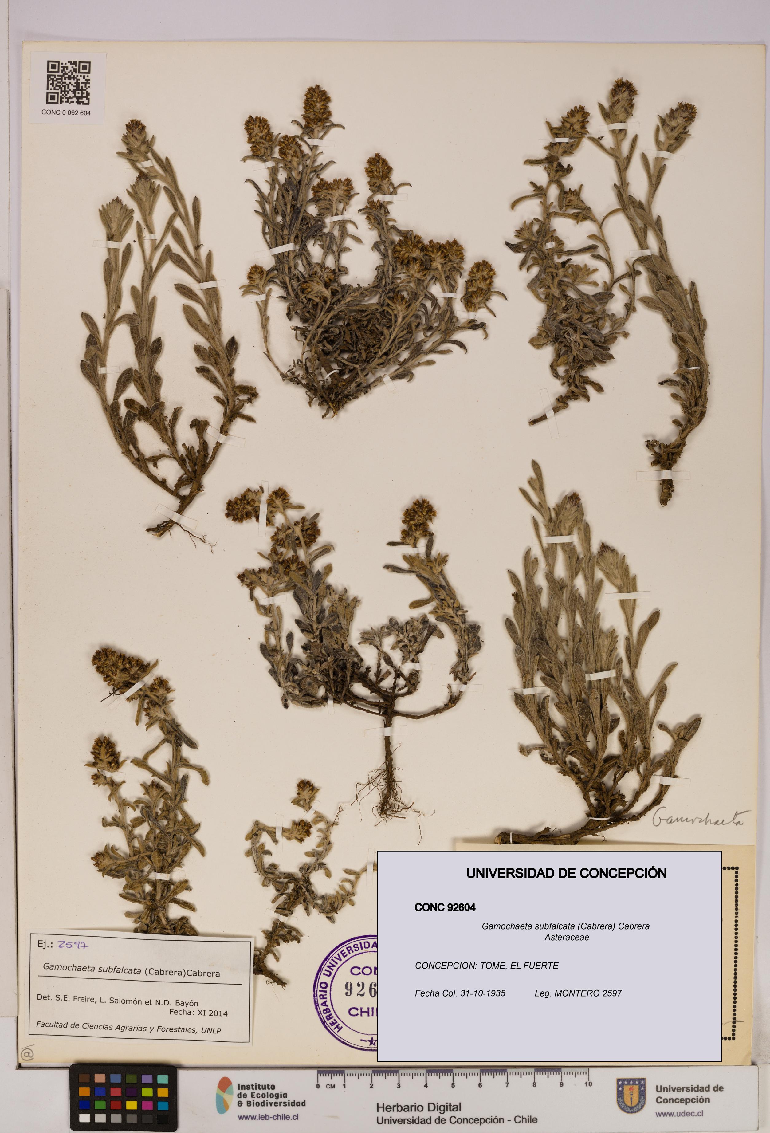 Gamochaeta subfalcata [Espécimen: UDEC:CONC:0092604]