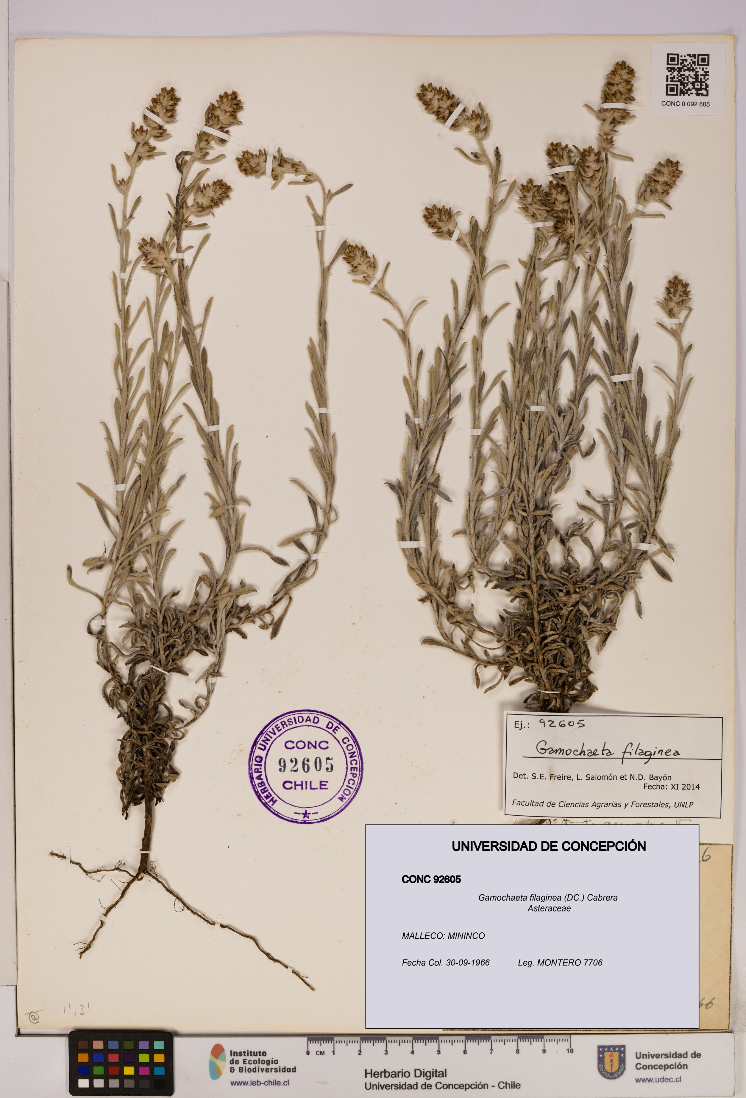 Gamochaeta filaginea [Espécimen: UDEC:CONC:0092605]