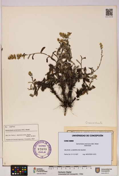 Gamochaeta americana [Espécimen: UDEC:CONC:0092609]