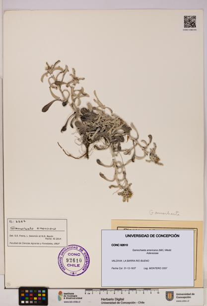 Gamochaeta americana [Espécimen: UDEC:CONC:0092610]