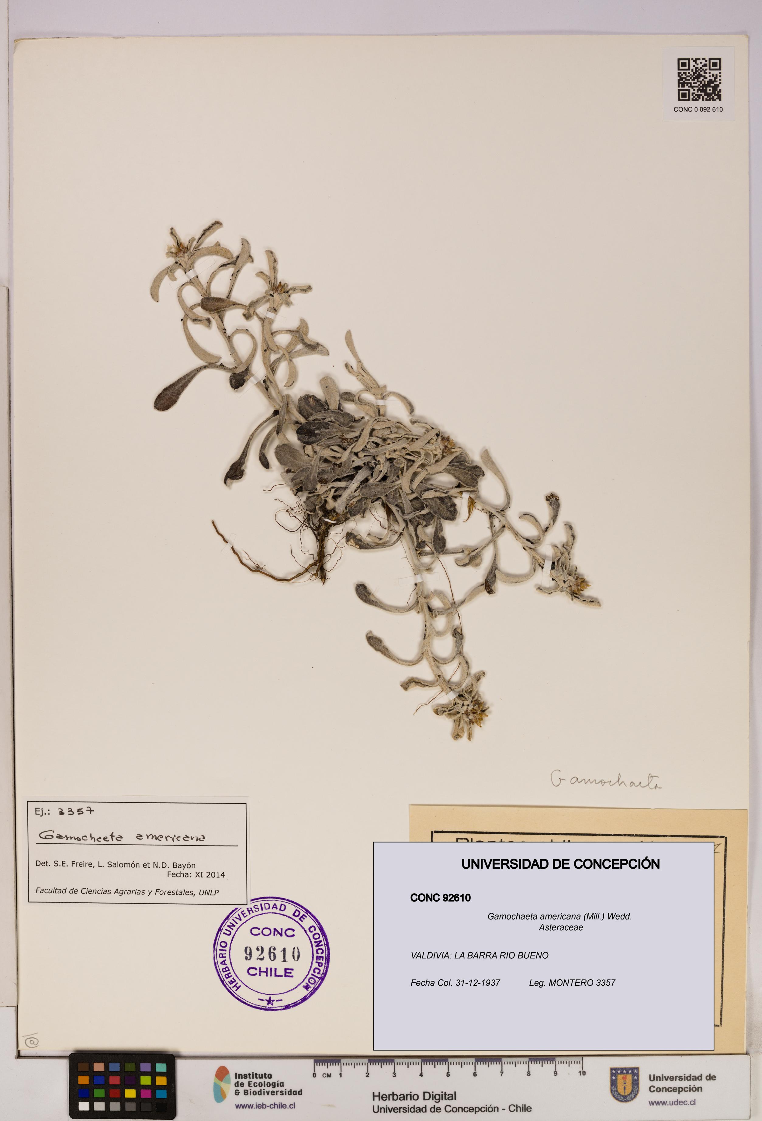 Gamochaeta americana [Espécimen: UDEC:CONC:0092610]