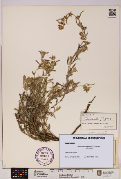 Gamochaeta filaginea [Espécimen: UDEC:CONC:0092612]