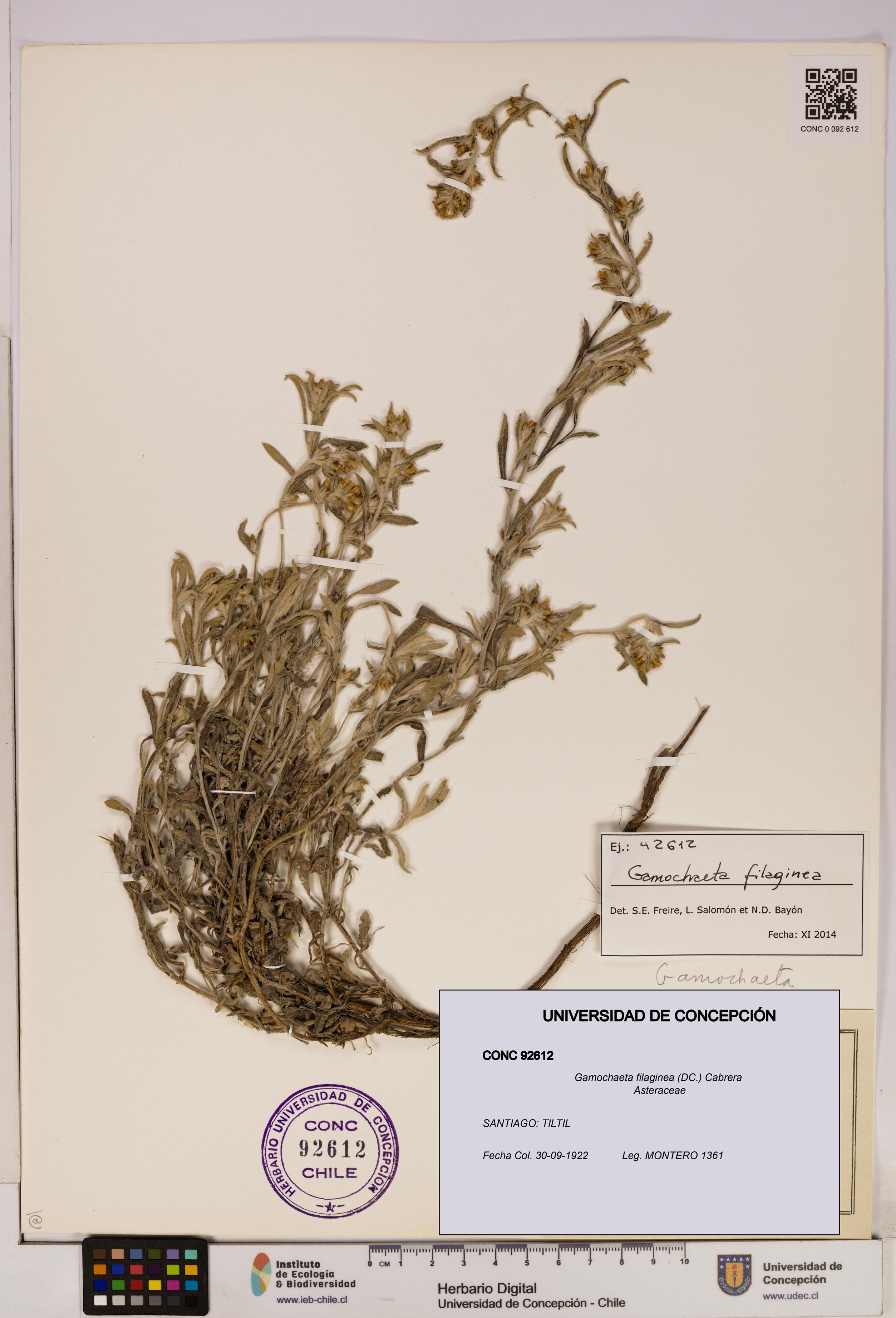 Gamochaeta filaginea [Espécimen: UDEC:CONC:0092612]