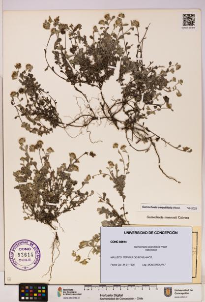 Gamochaeta serpyllifolia [Espécimen: UDEC:CONC:0092614]