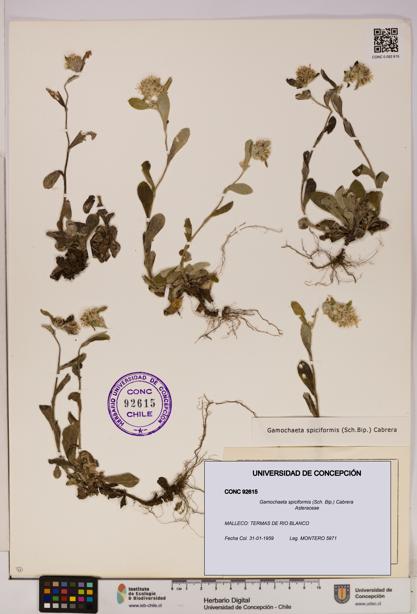 Gamochaeta spiciformis [Espécimen: UDEC:CONC:0092615]