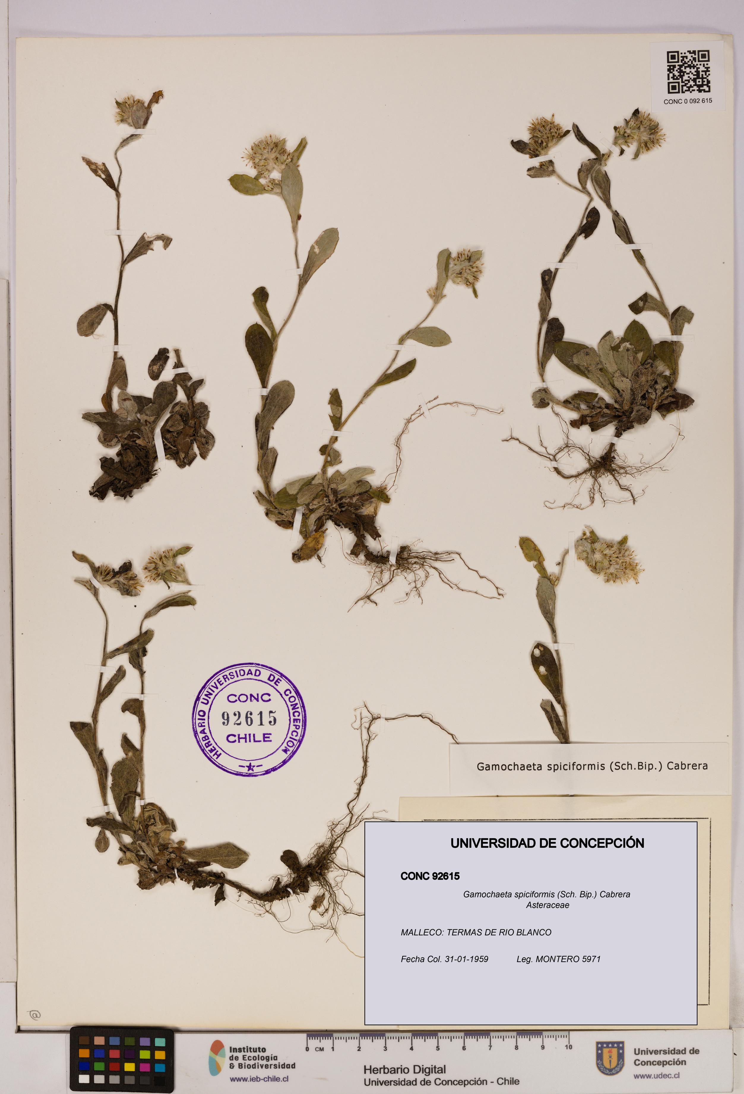 Gamochaeta spiciformis [Espécimen: UDEC:CONC:0092615]