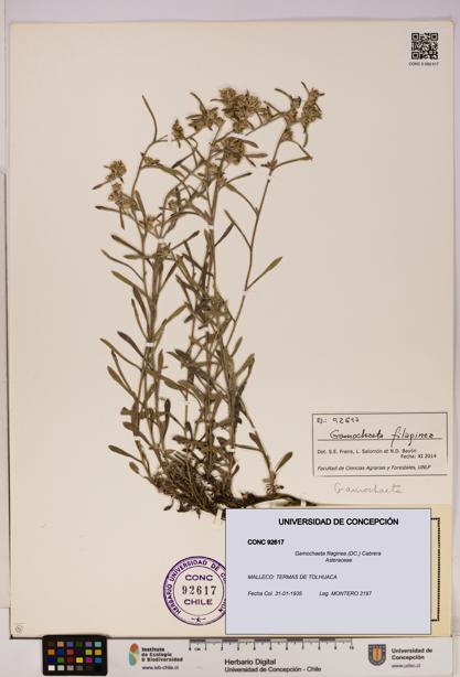 Gamochaeta filaginea [Espécimen: UDEC:CONC:0092617]