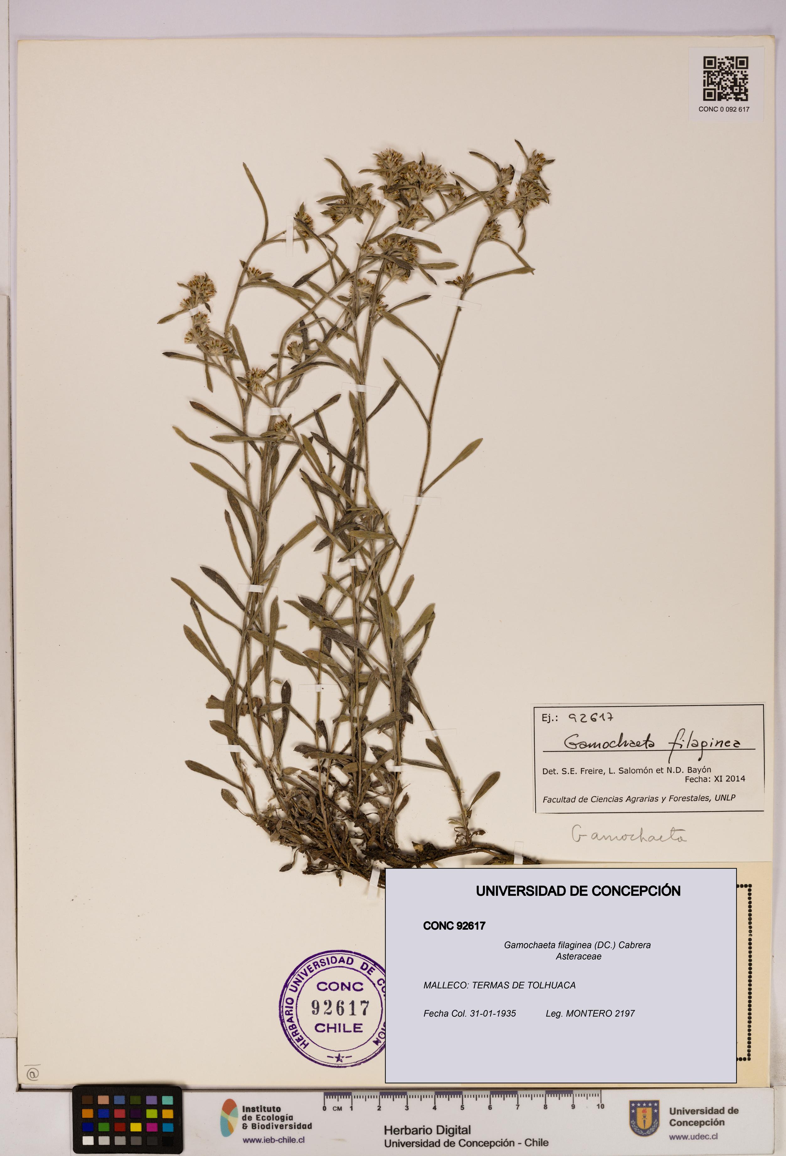 Gamochaeta filaginea [Espécimen: UDEC:CONC:0092617]