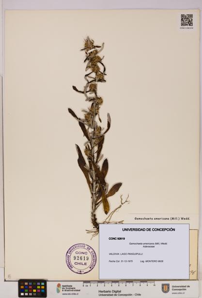 Gamochaeta americana [Espécimen: UDEC:CONC:0092619]