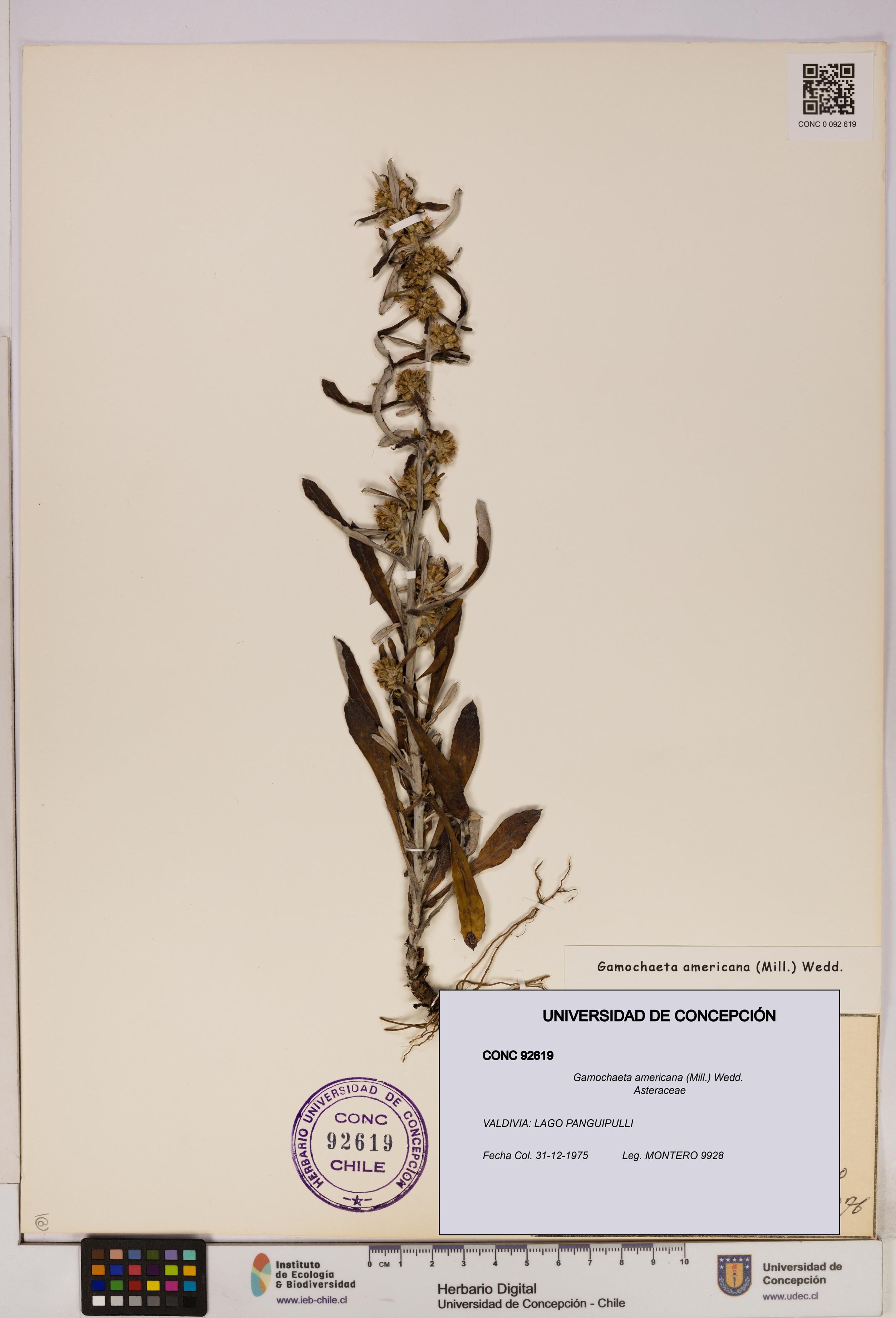 Gamochaeta americana [Espécimen: UDEC:CONC:0092619]