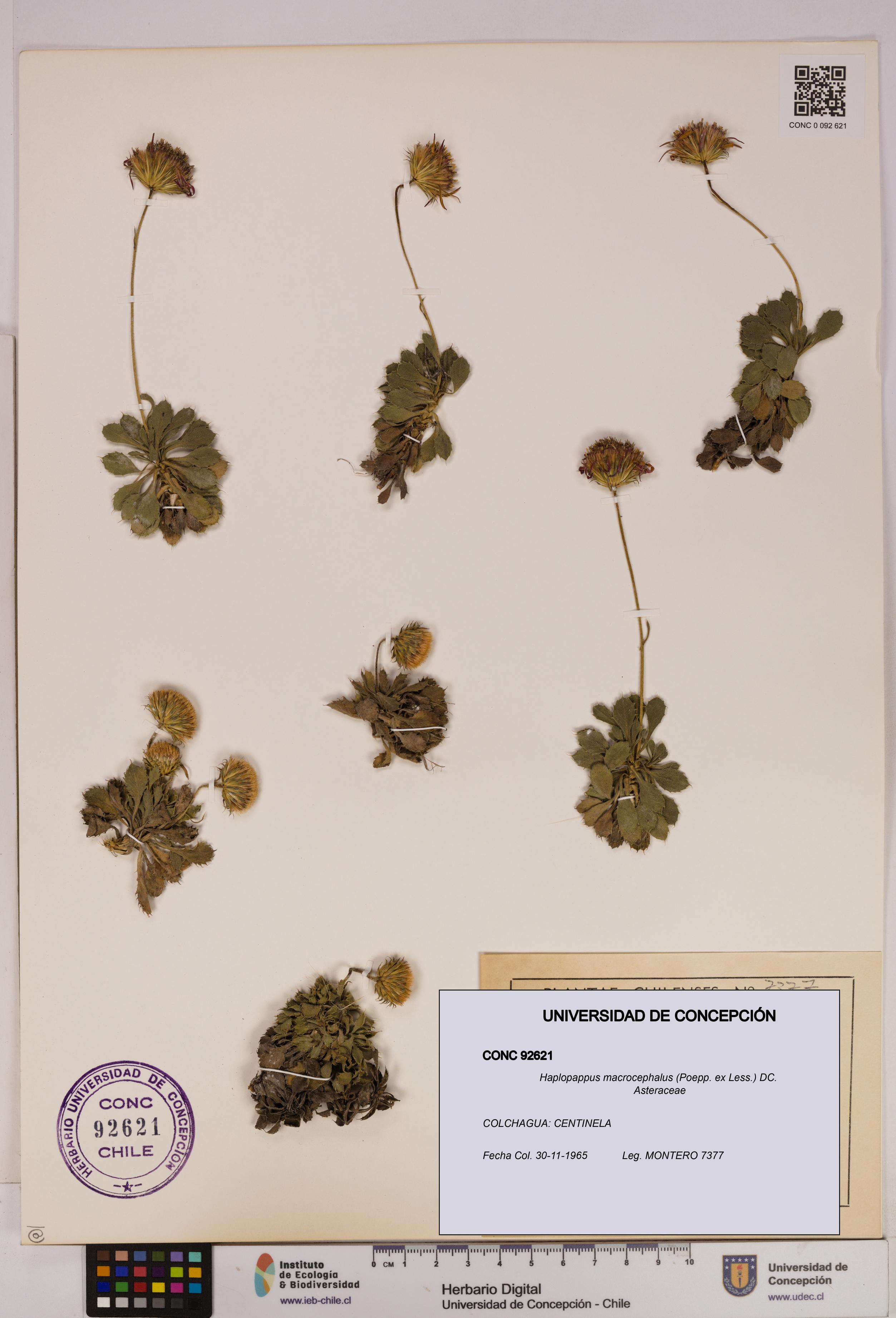 Haplopappus macrocephalus [Espécimen: UDEC:CONC:0092621]