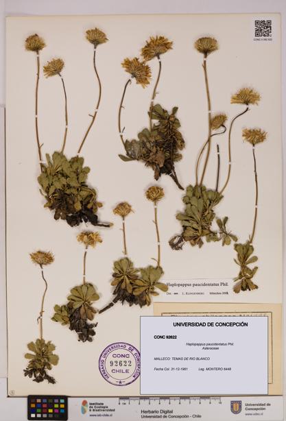 Haplopappus paucidentatus [Espécimen: UDEC:CONC:0092622]