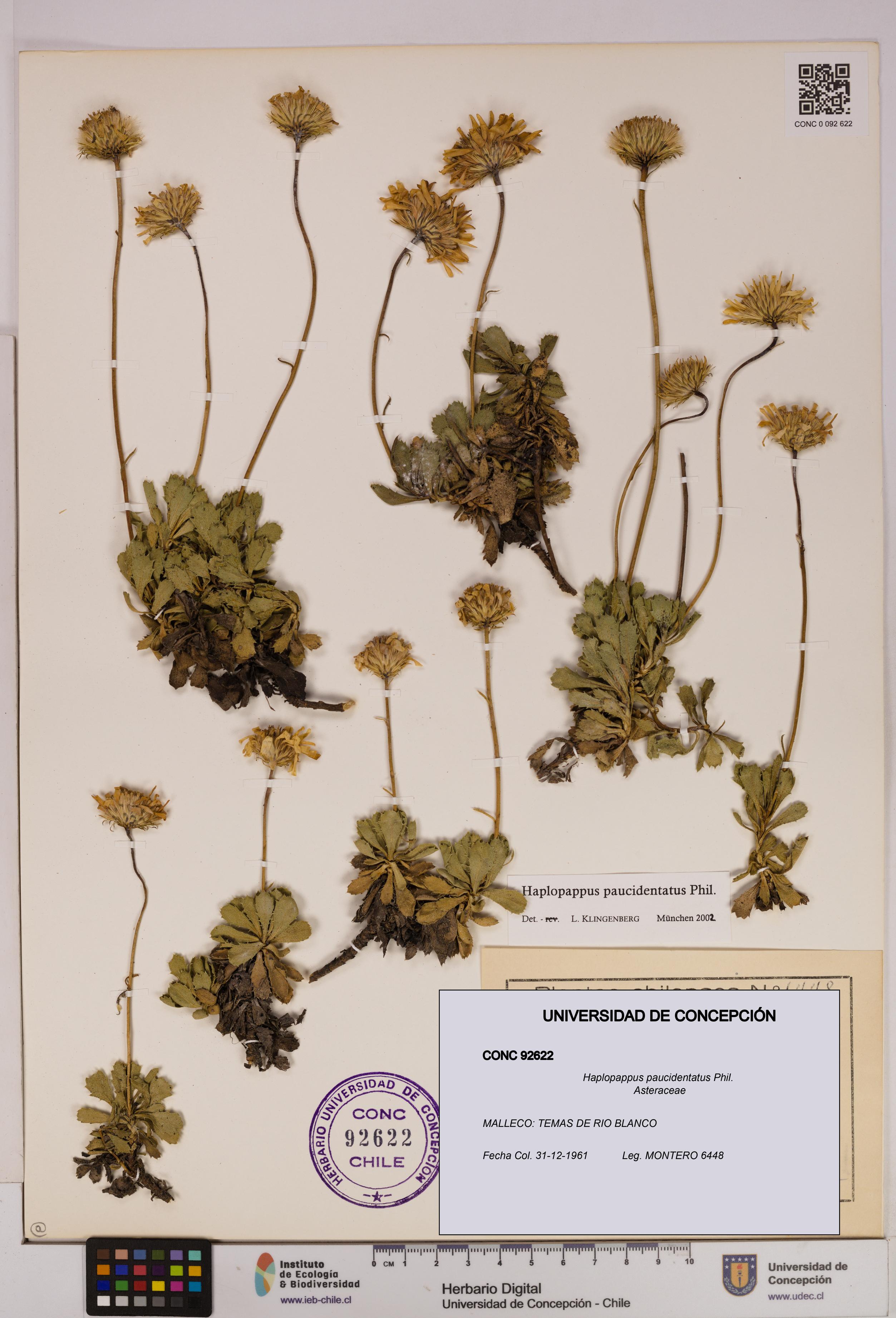 Haplopappus paucidentatus [Espécimen: UDEC:CONC:0092622]