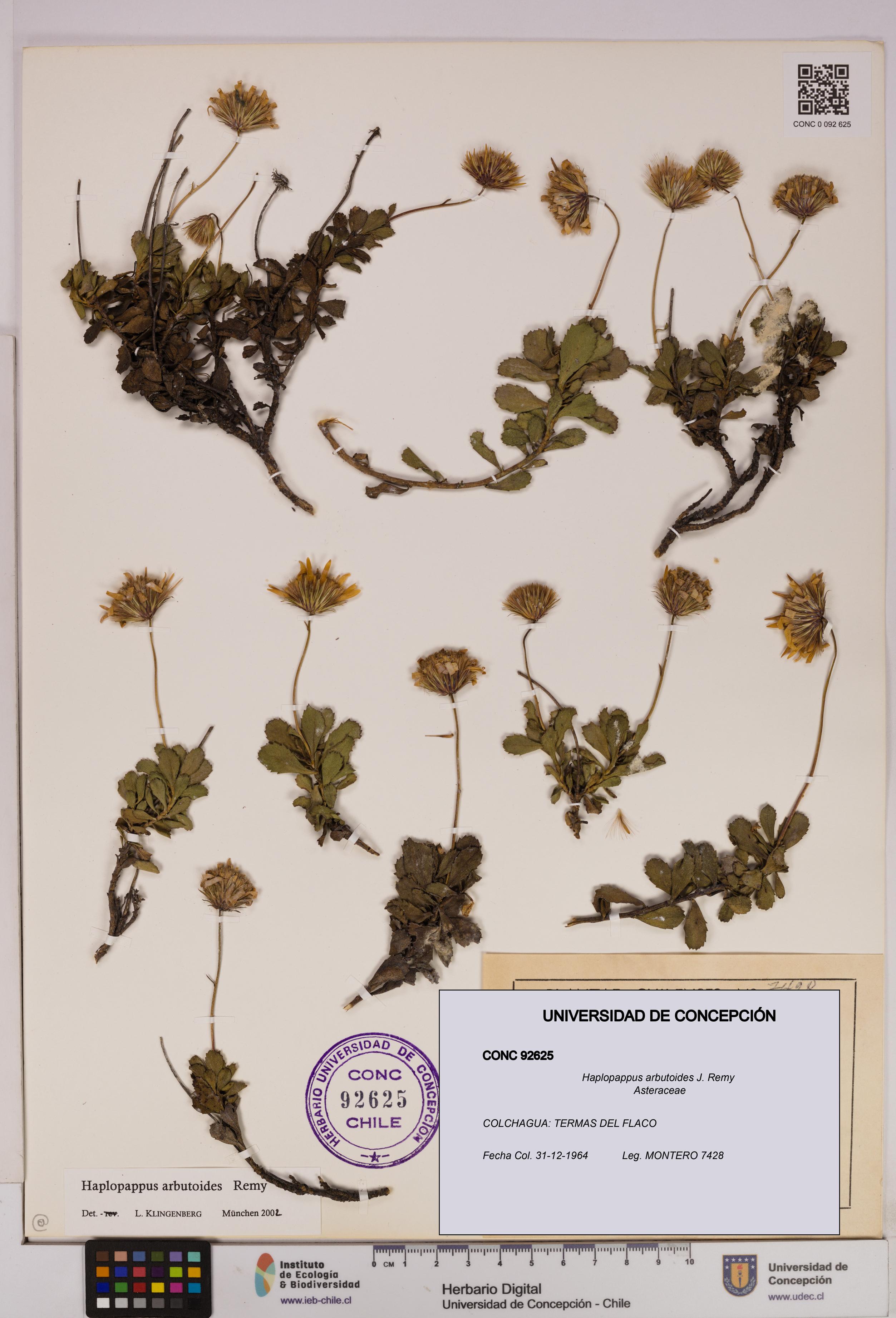 Haplopappus arbutoides [Espécimen: UDEC:CONC:0092625]