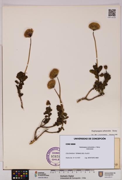 Haplopappus arbutoides [Espécimen: UDEC:CONC:0092626]