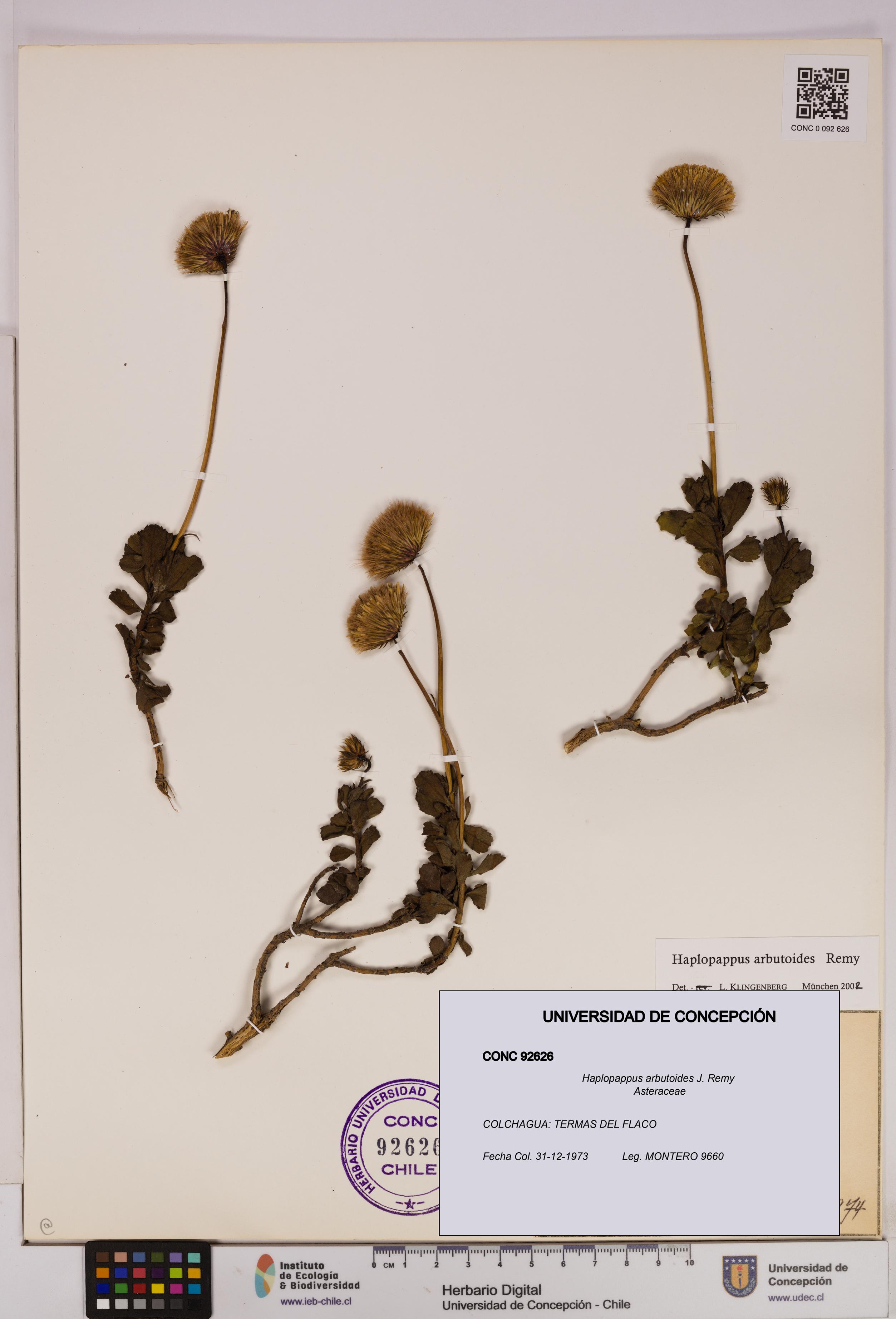 Haplopappus arbutoides [Espécimen: UDEC:CONC:0092626]