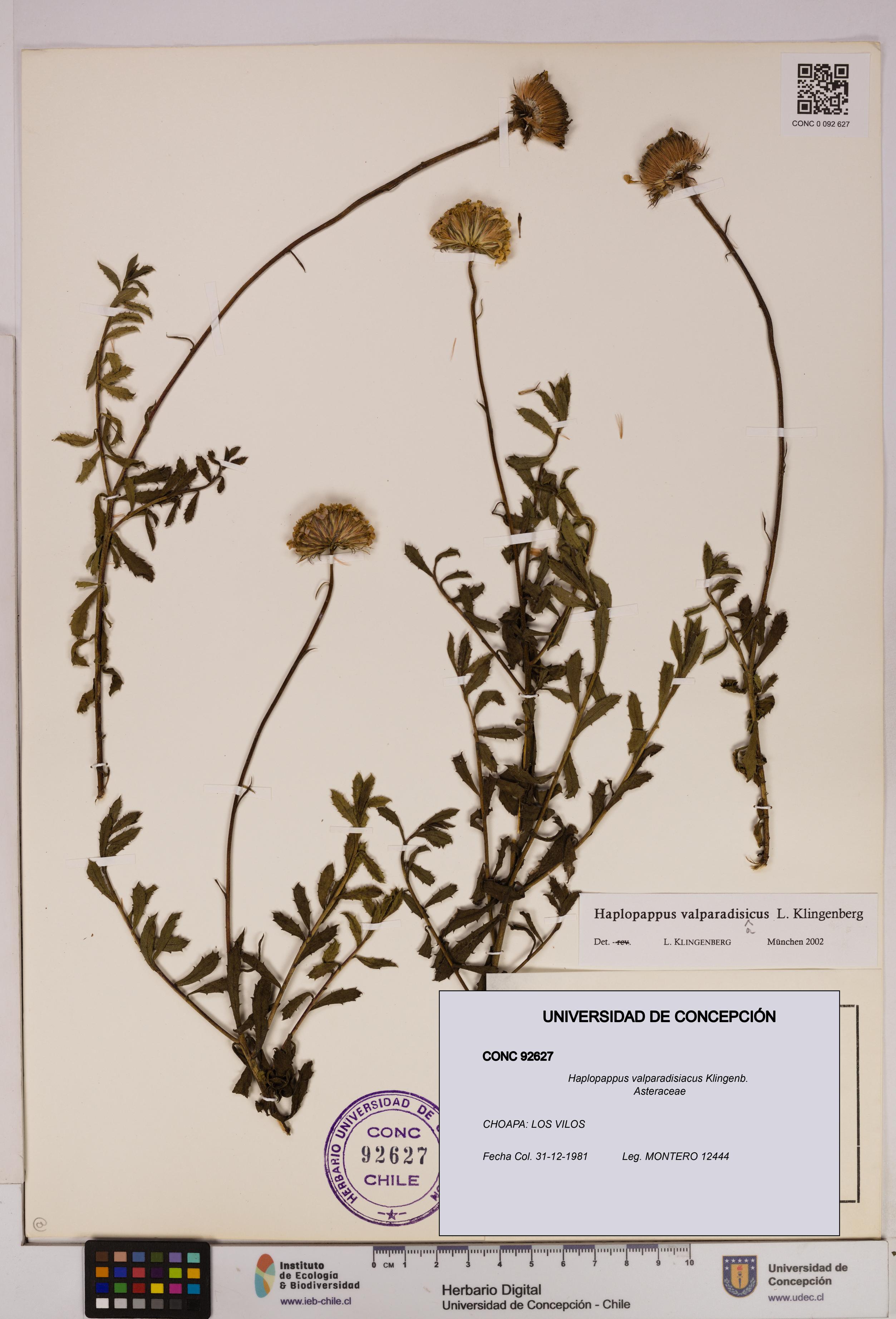 Haplopappus valparadisiacus [Espécimen: UDEC:CONC:0092627]