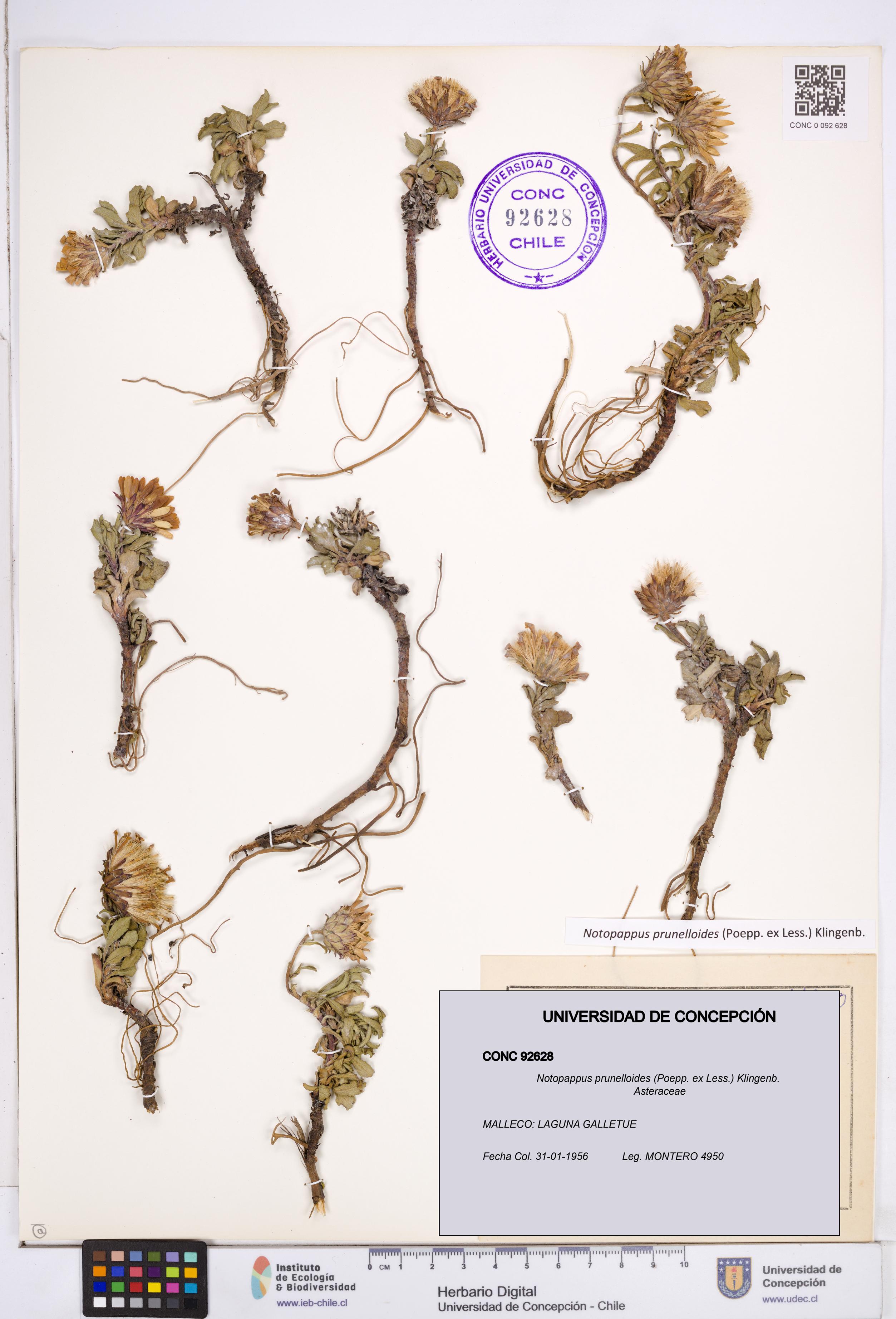 Notopappus prunelloides [Espécimen: ]