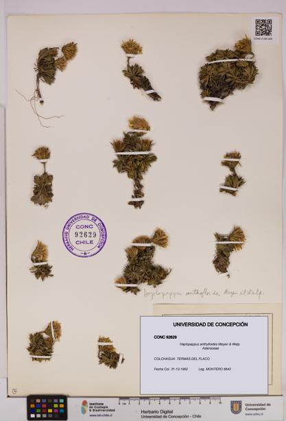 Haplopappus anthylloides [Espécimen: UDEC:CONC:0092629]