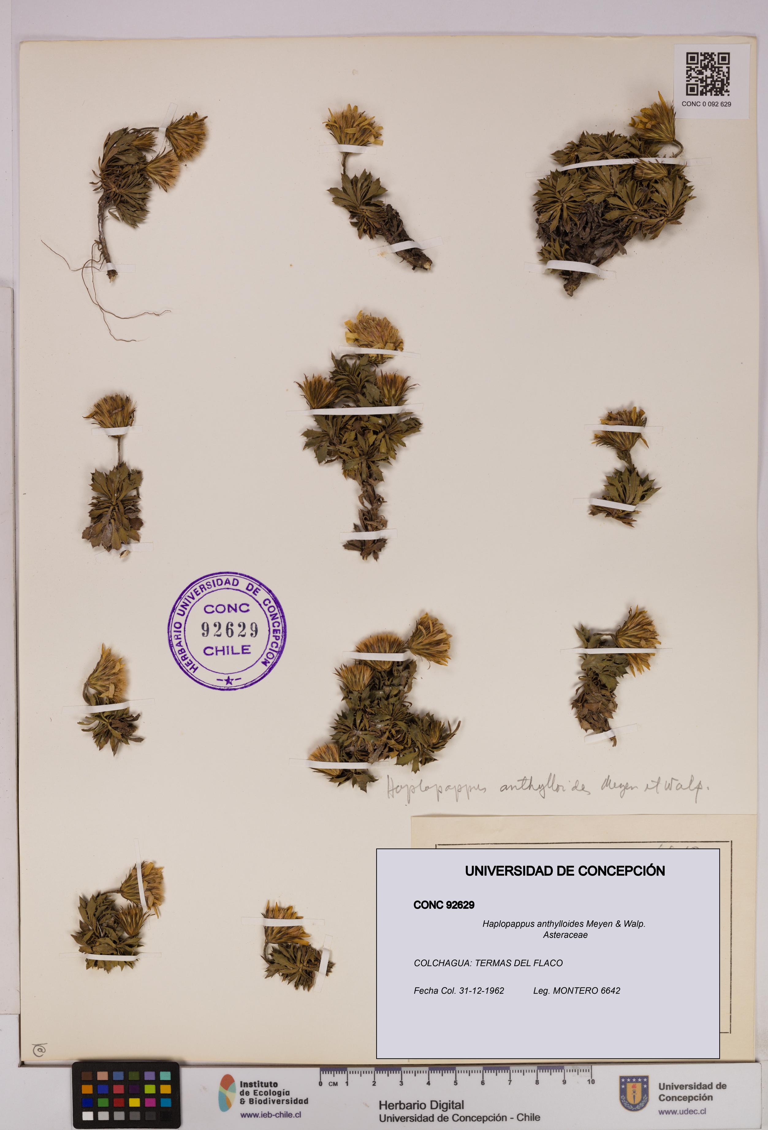 Haplopappus anthylloides [Espécimen: UDEC:CONC:0092629]