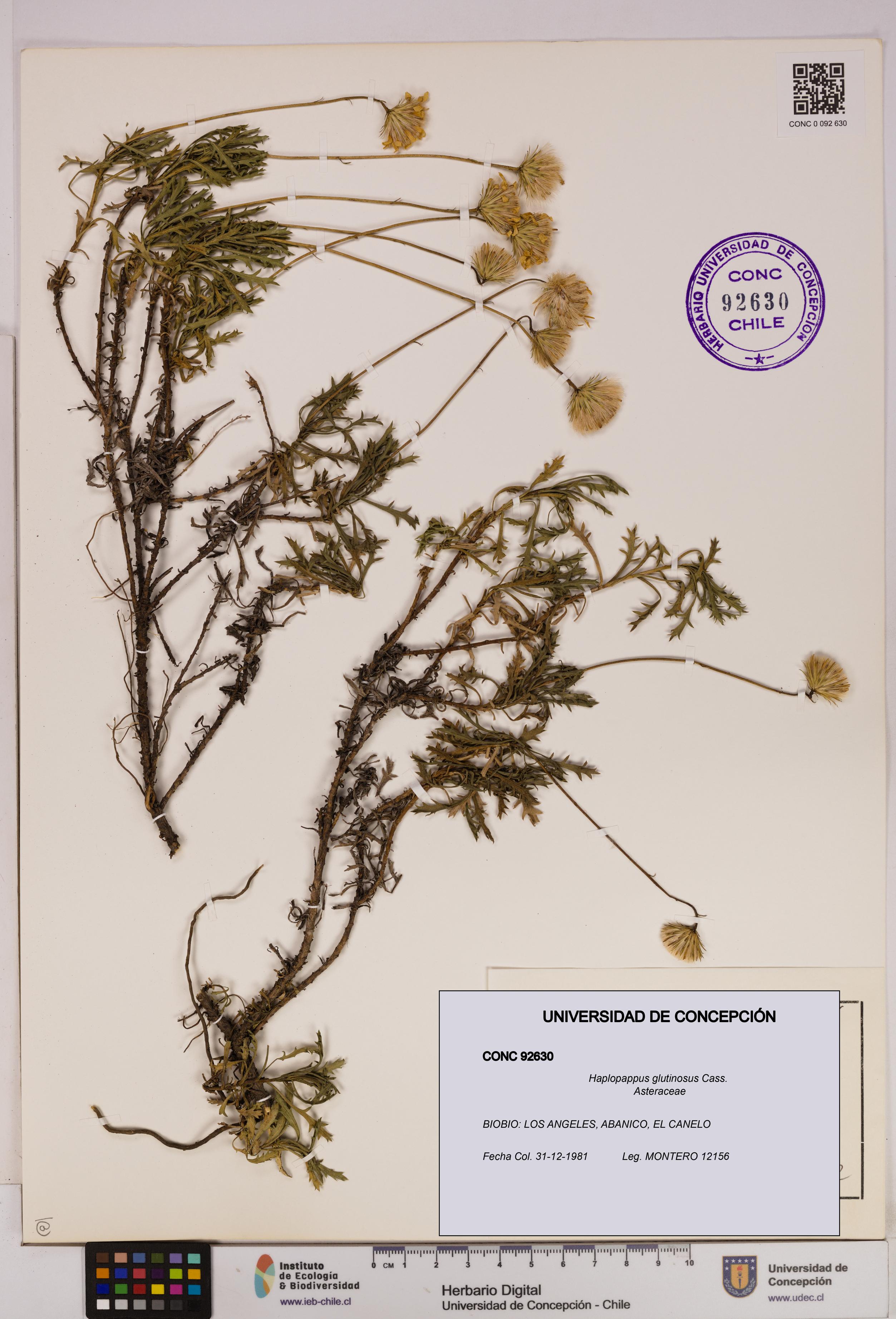 Haplopappus glutinosus [Espécimen: UDEC:CONC:0092630]