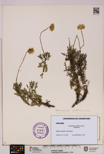 Haplopappus glutinosus [Espécimen: UDEC:CONC:0092631]