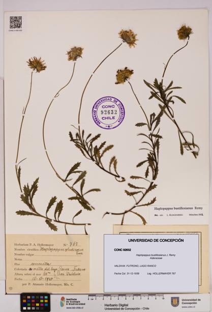 Haplopappus bustillosianus [Espécimen: UDEC:CONC:0092632]