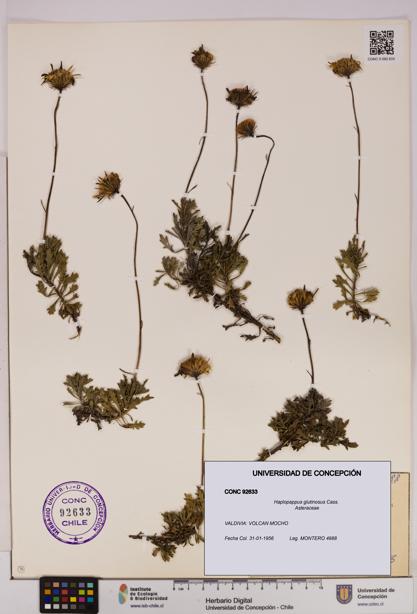Haplopappus glutinosus [Espécimen: UDEC:CONC:0092633]