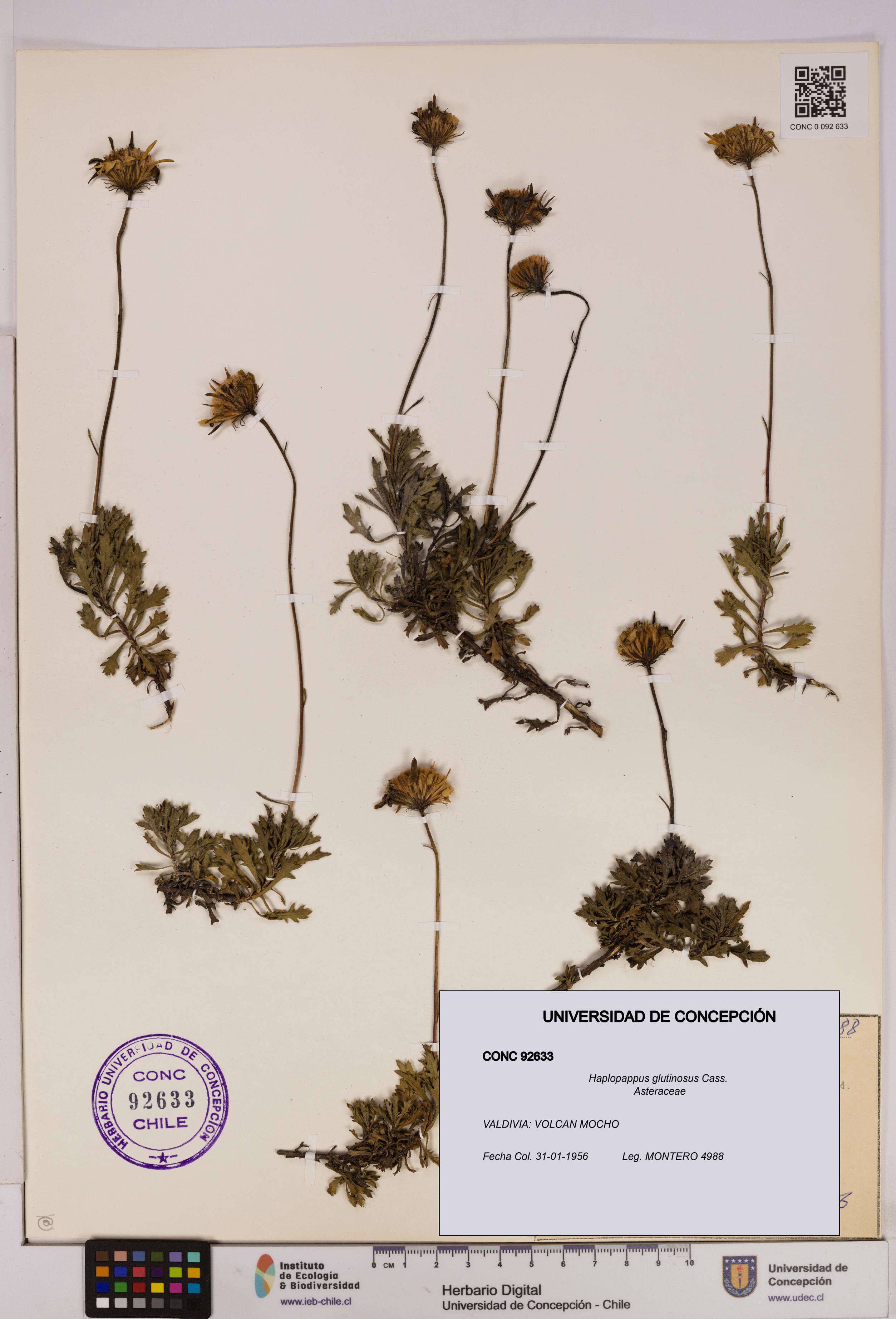Haplopappus glutinosus [Espécimen: UDEC:CONC:0092633]