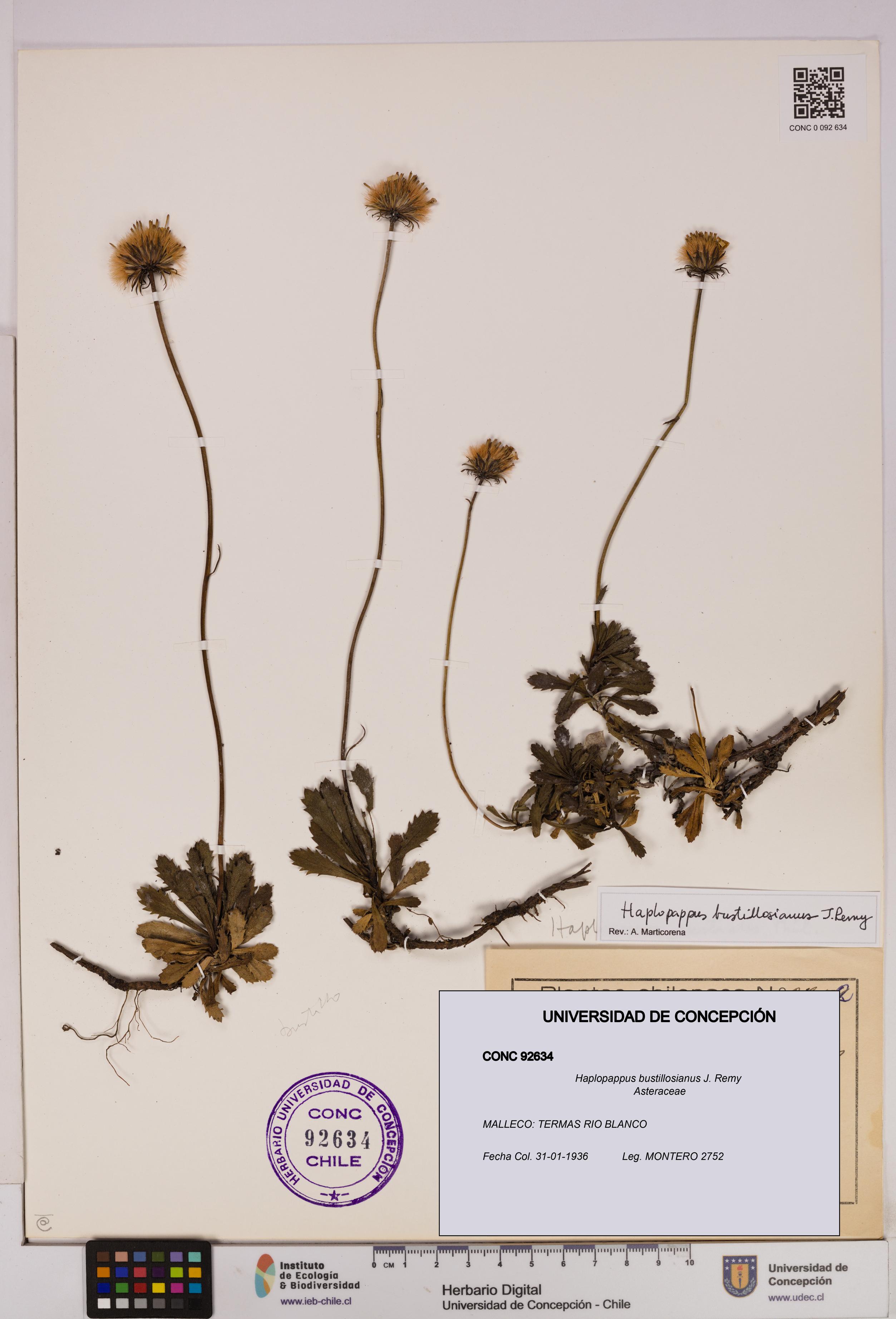 Haplopappus bustillosianus [Espécimen: UDEC:CONC:0092634]