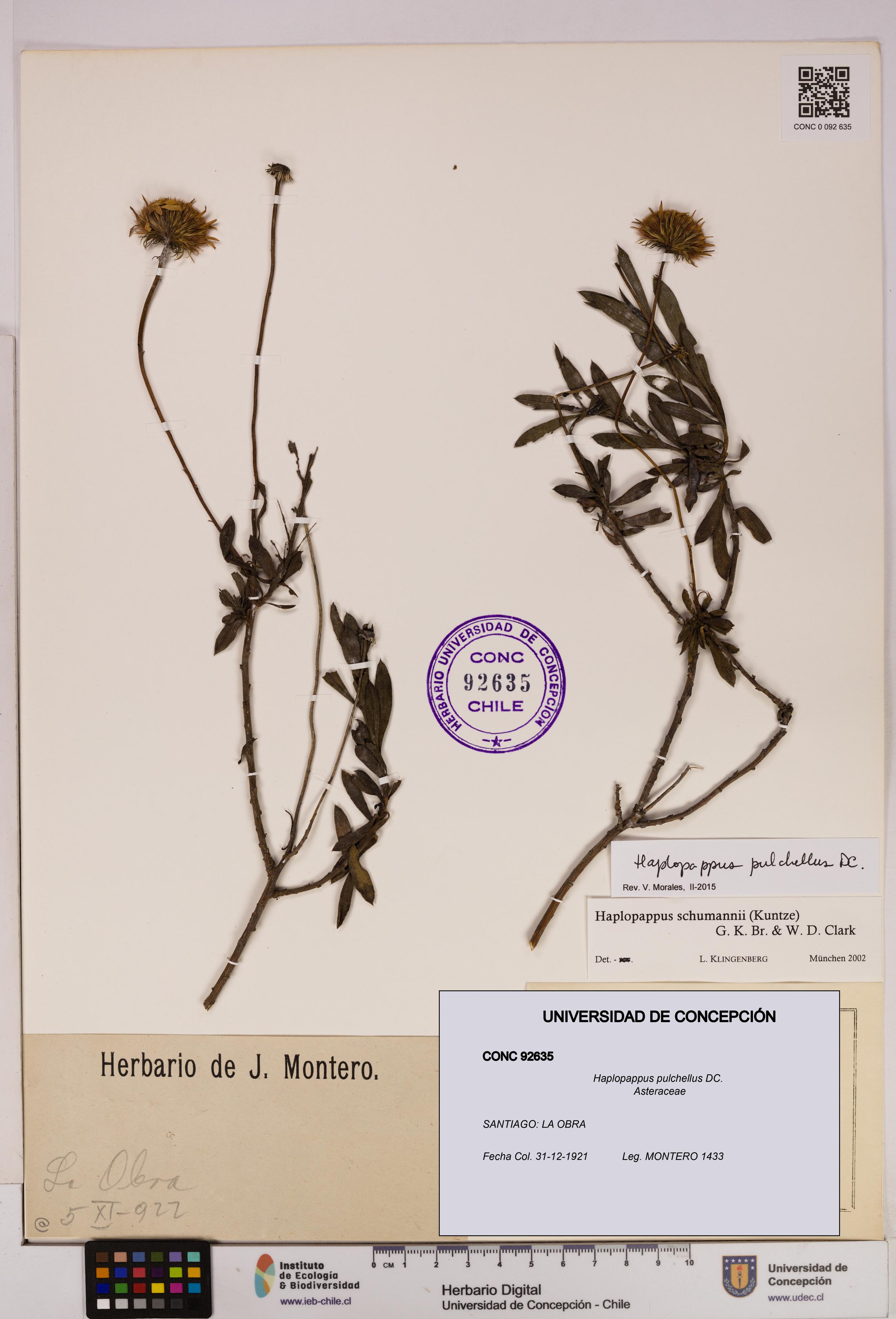 Haplopappus pulchellus [Espécimen: UDEC:CONC:0092635]