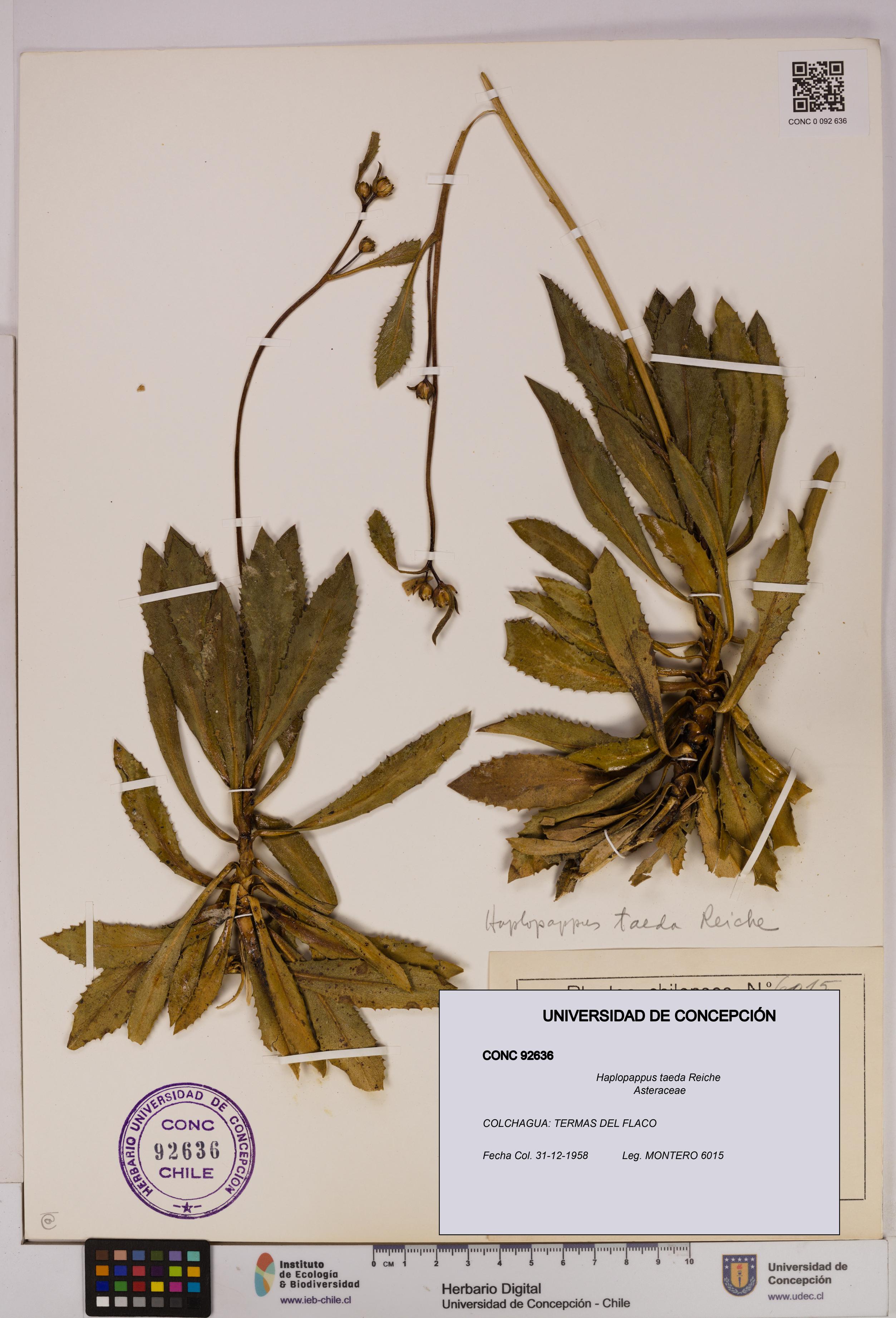 Haplopappus taeda [Espécimen: UDEC:CONC:0092636]