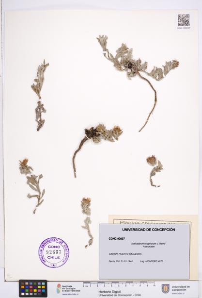 Noticastrum eriophorum [Espécimen: ]