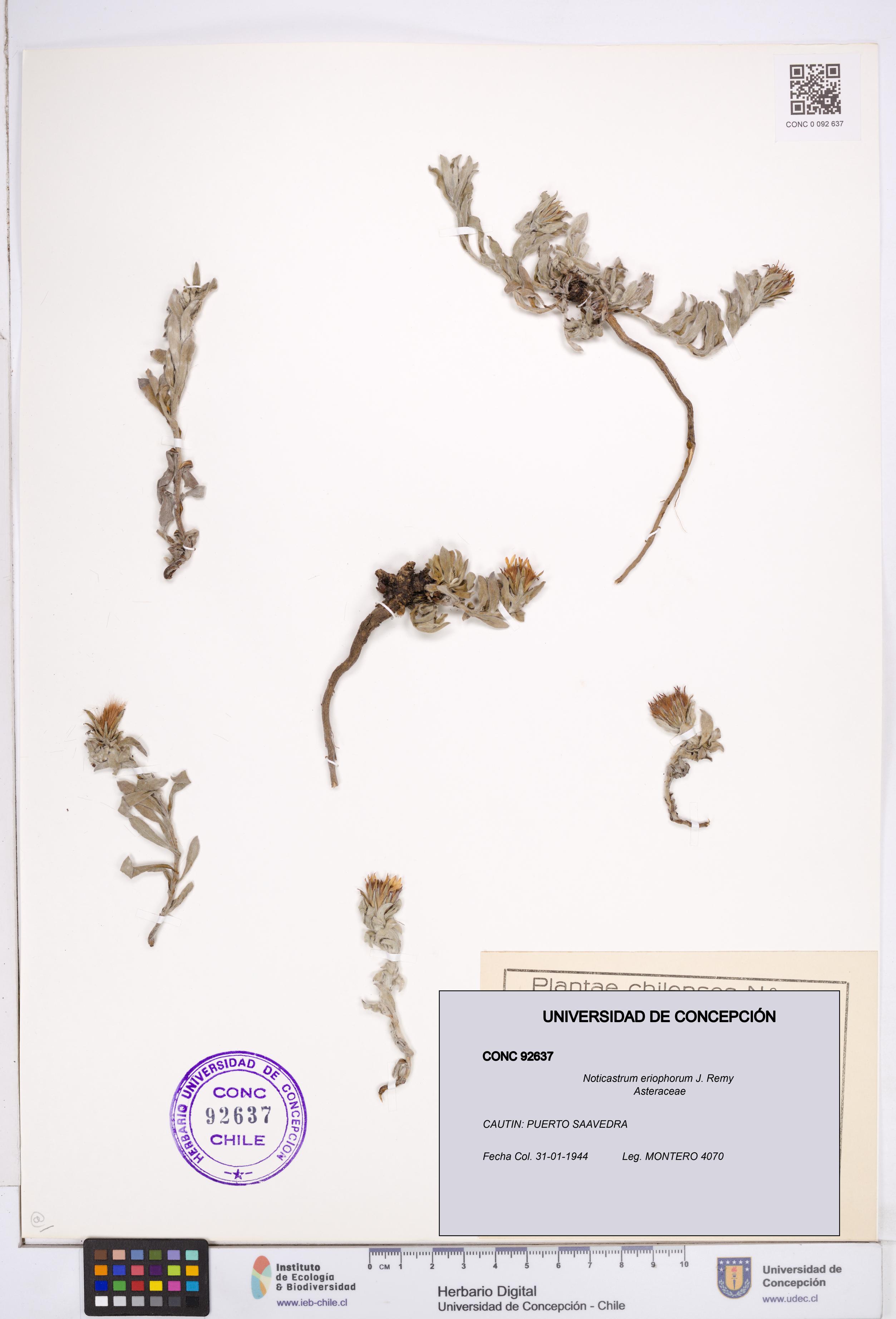 Noticastrum eriophorum [Espécimen: ]