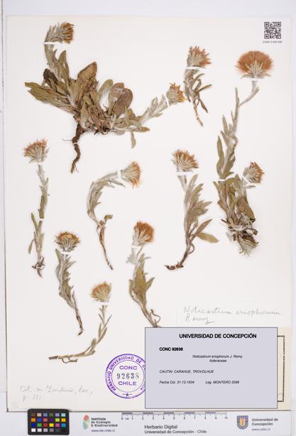 Noticastrum eriophorum [Espécimen: ]