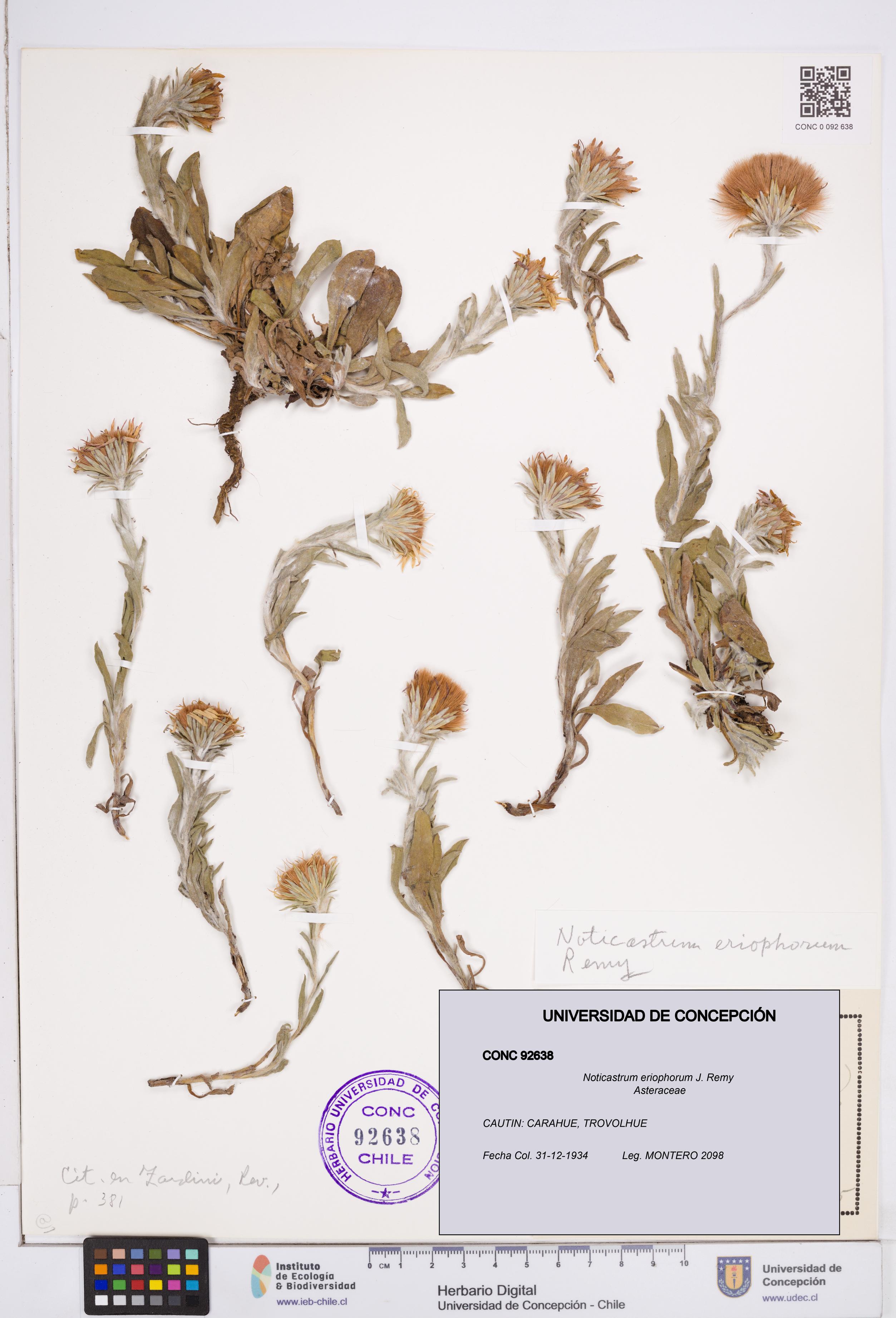 Noticastrum eriophorum [Espécimen: ]