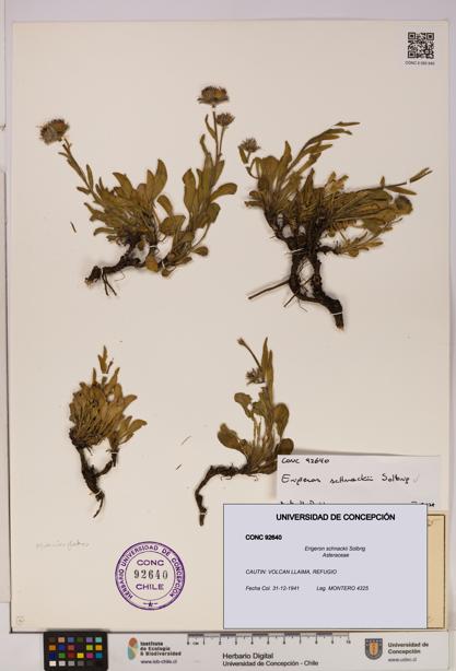 Erigeron schnackii [Espécimen: UDEC:CONC:0092640]
