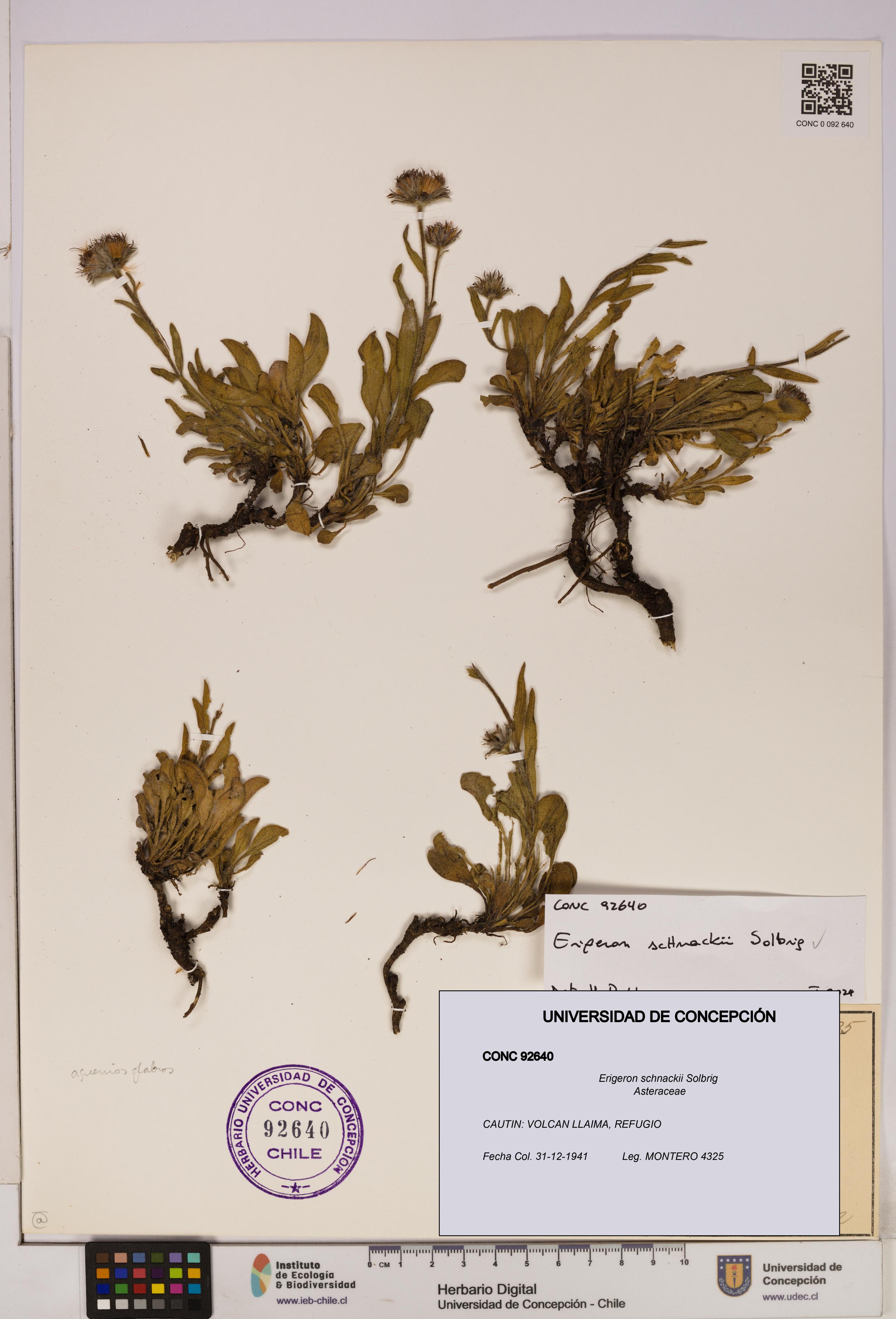 Erigeron schnackii [Espécimen: UDEC:CONC:0092640]