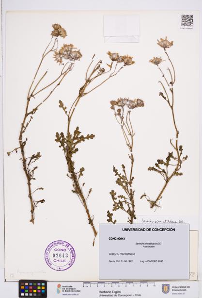 Senecio sinuatilobus [Espécimen: ]