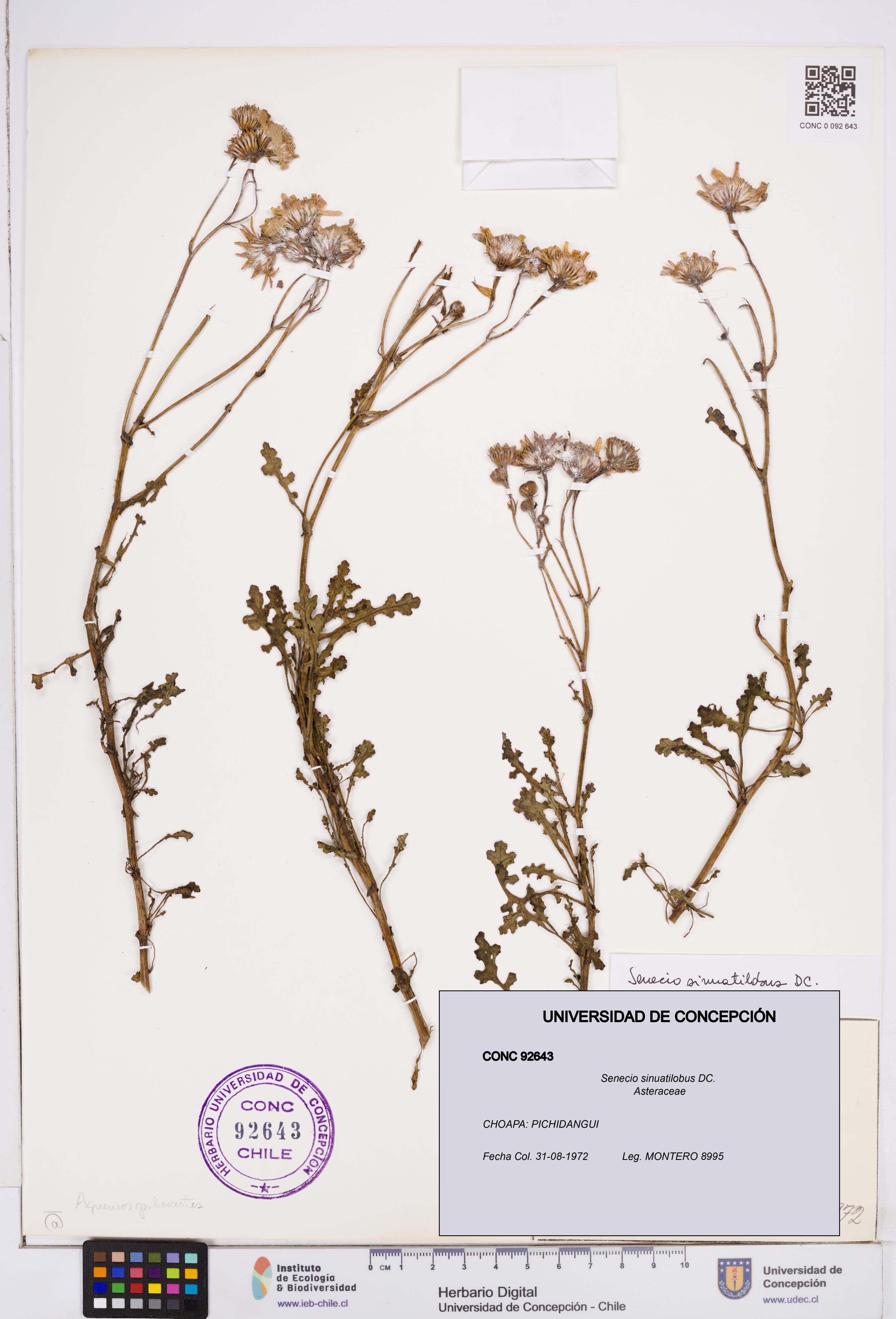Senecio sinuatilobus [Espécimen: ]