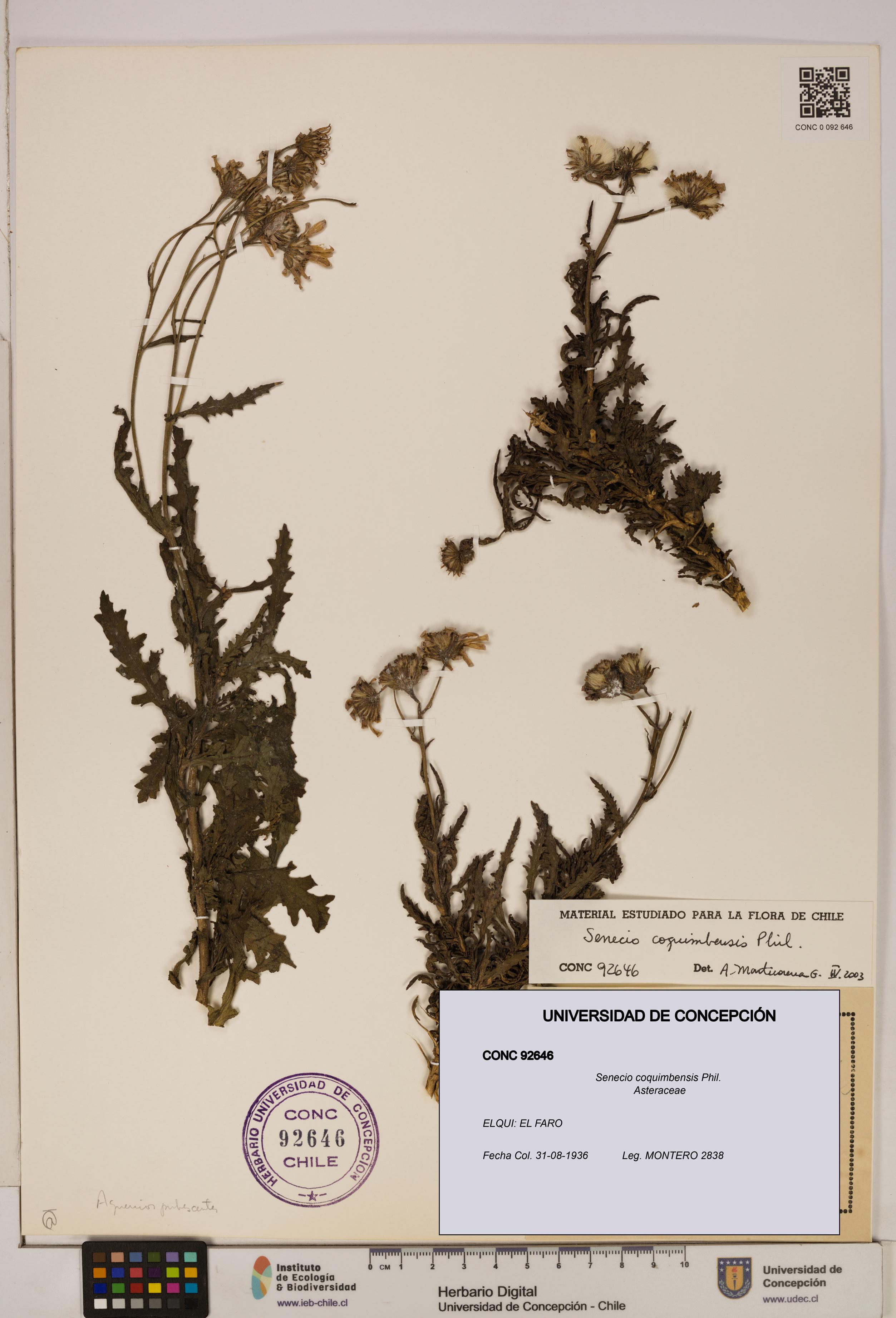 Senecio coquimbensis [Espécimen: UDEC:CONC:0092646]