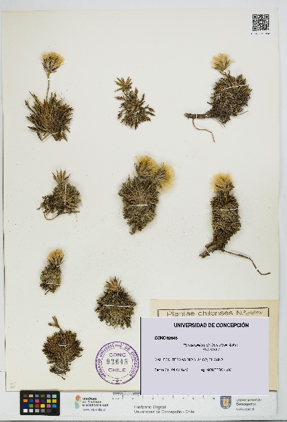 Perezia pilifera [Espécimen: UDEC:CONC:0092648]