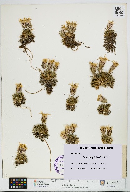 Perezia pilifera [Espécimen: UDEC:CONC:0092649]