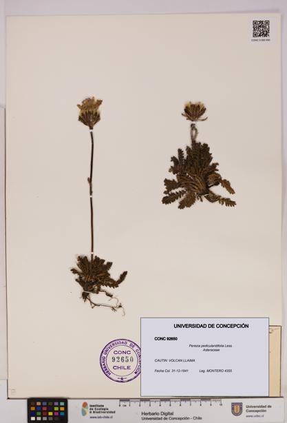 Perezia pedicularidifolia [Espécimen: UDEC:CONC:0092650]