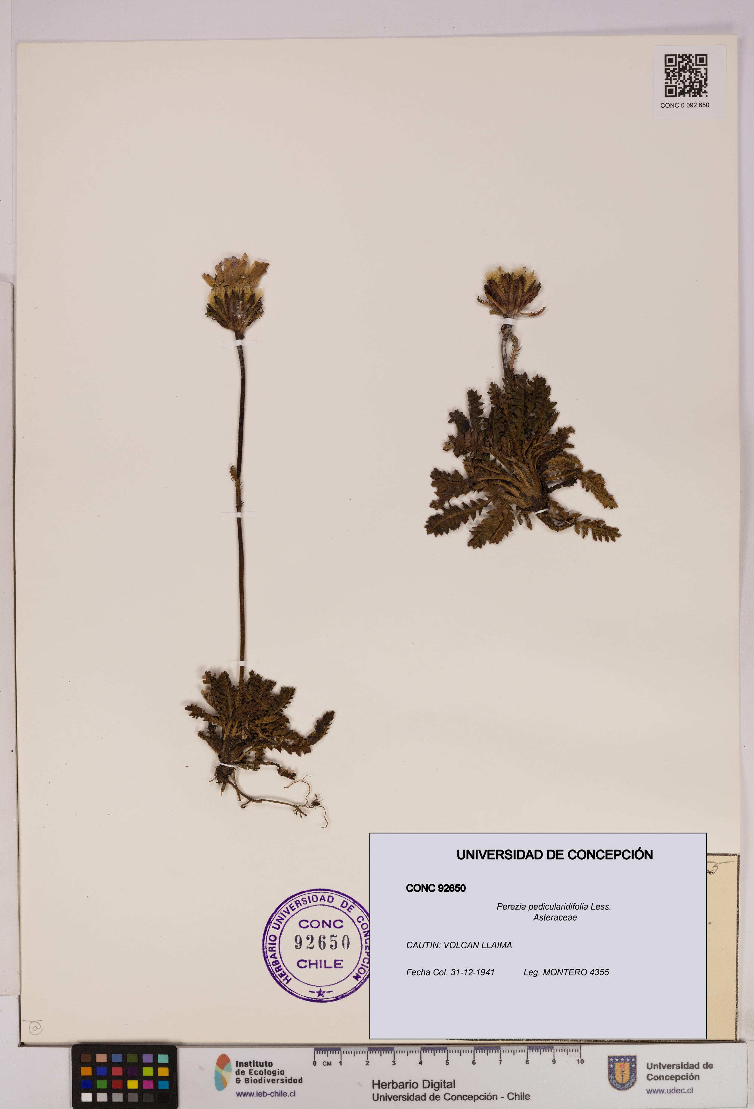 Perezia pedicularidifolia [Espécimen: UDEC:CONC:0092650]