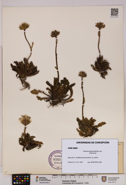 Perezia pedicularidifolia [Espécimen: UDEC:CONC:0092651]